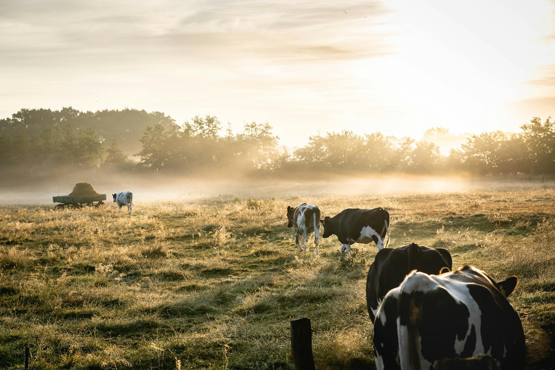 Dairy Cooperative